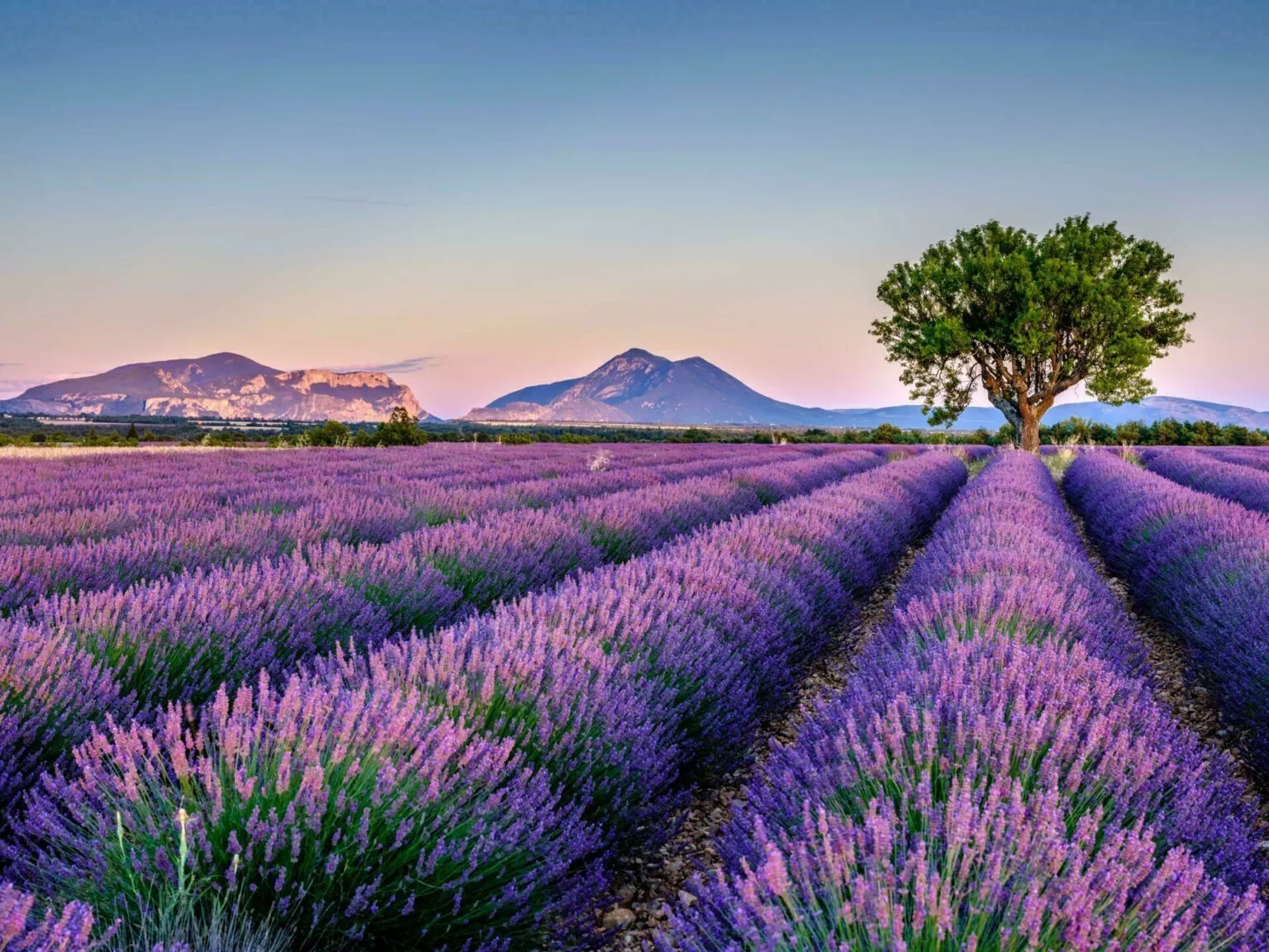 Campo de lavanda de la Provenza al atardecer