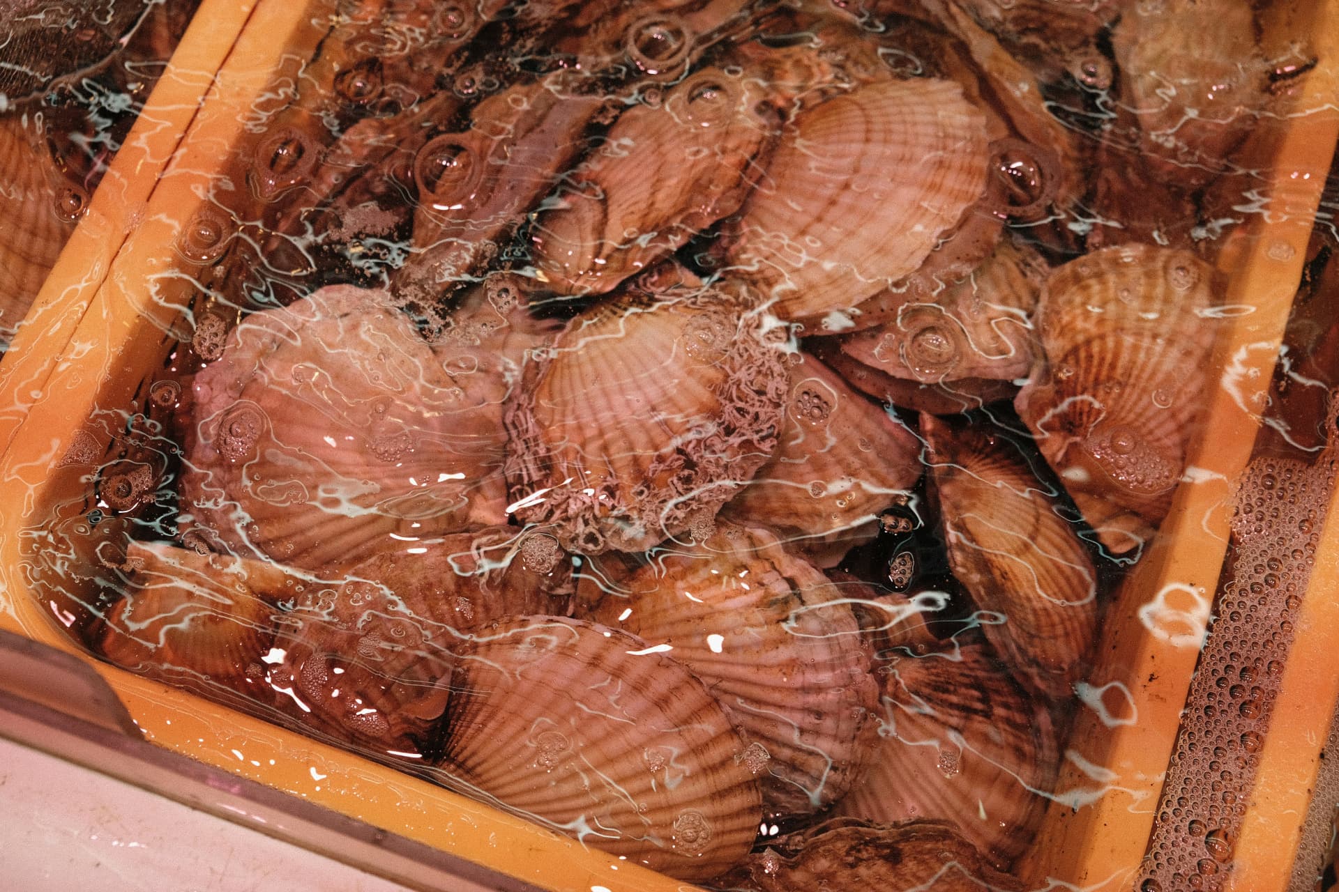 Conchas frescas dispuestas en agua